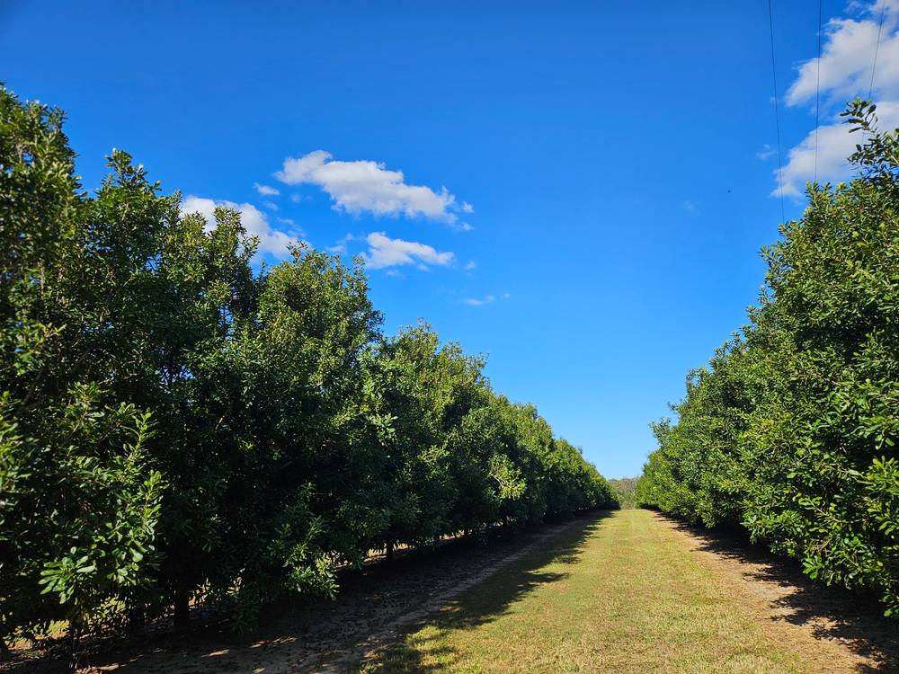 Lot 21 Butchers Road, SOUTH ISIS, QLD 4660