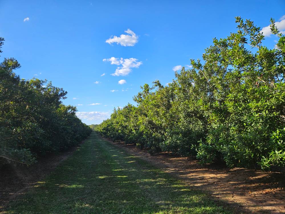 Lot 21 Butchers Road, SOUTH ISIS, QLD 4660