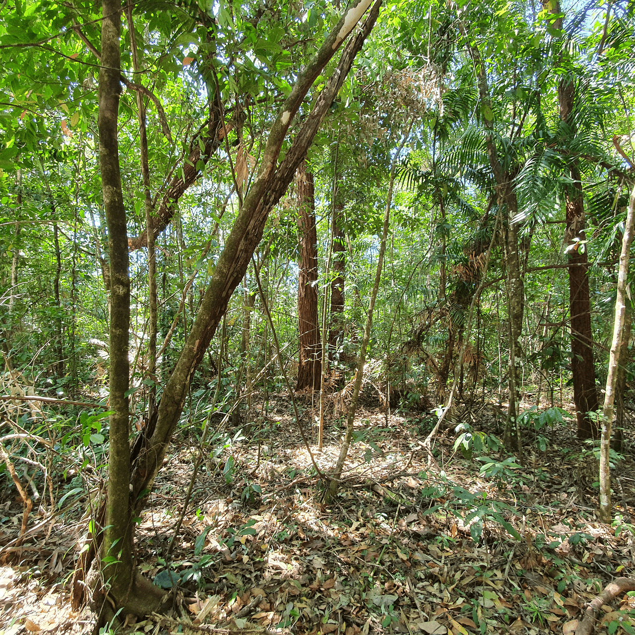178 Cedar Road, Cow Bay, DAINTREE, QLD 4873