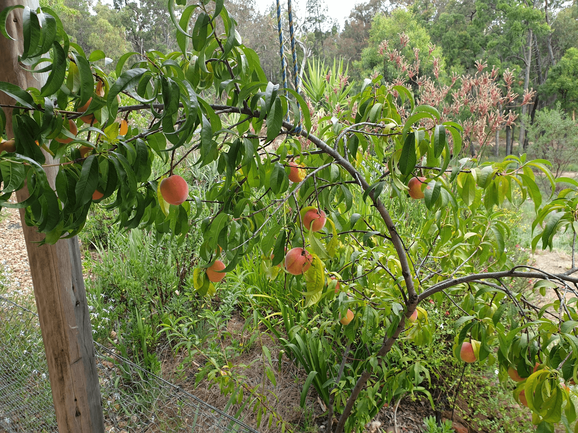 61 Eagleview Road, COONABARABRAN, NSW 2357