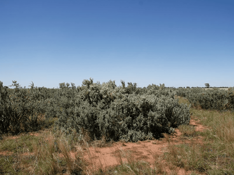 548 Cunningtons Lane, WEST WYALONG, NSW 2671