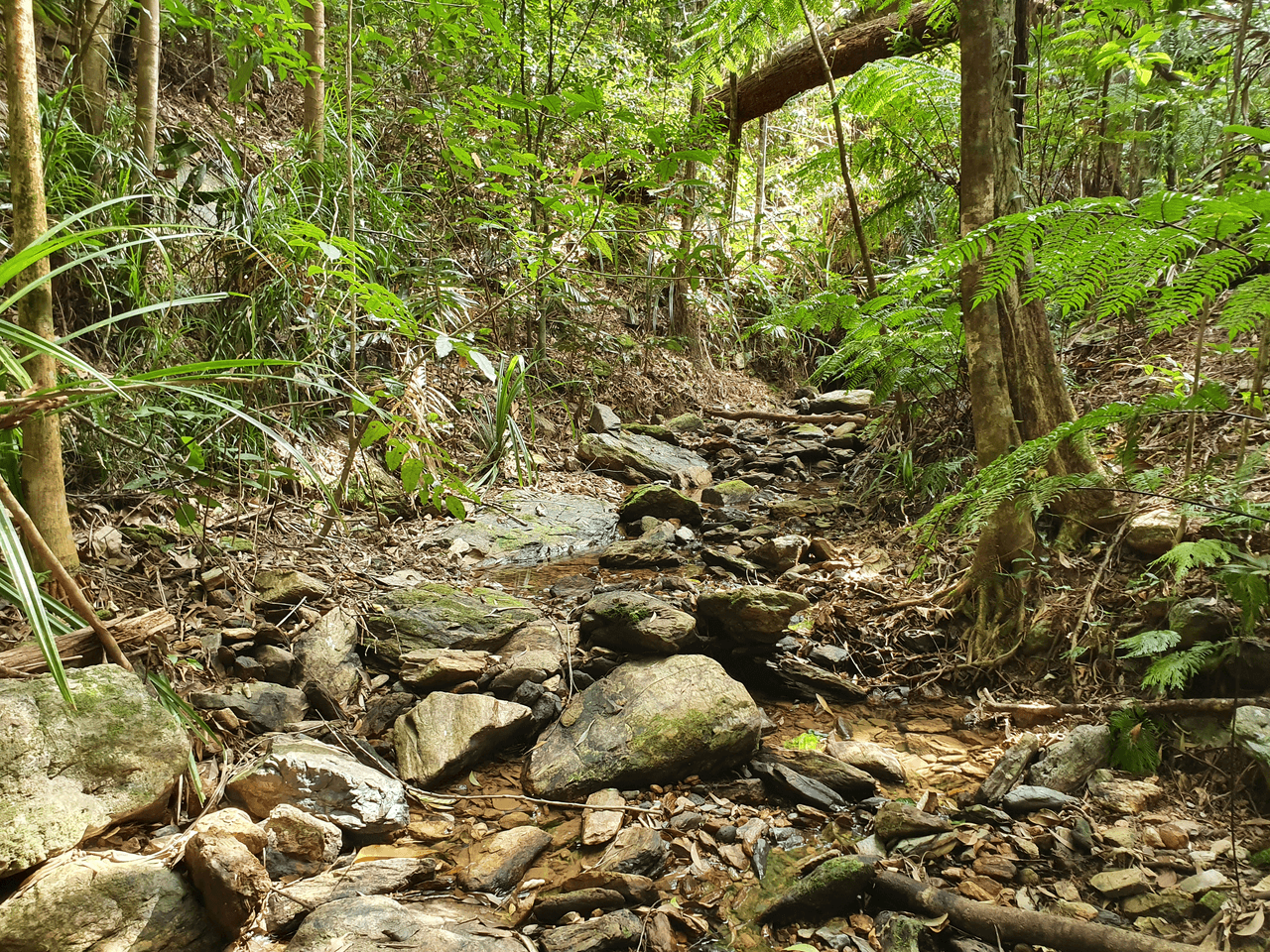 132 George Road, FOREST CREEK, DAINTREE, QLD 4873