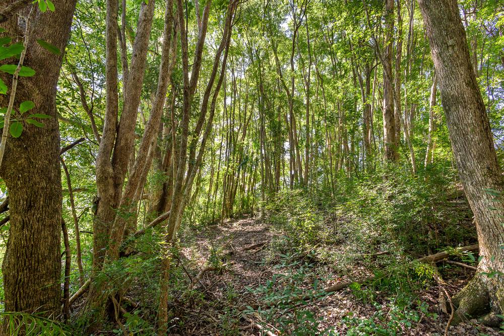 238 Diddillibah Road, WOOMBYE, QLD 4559