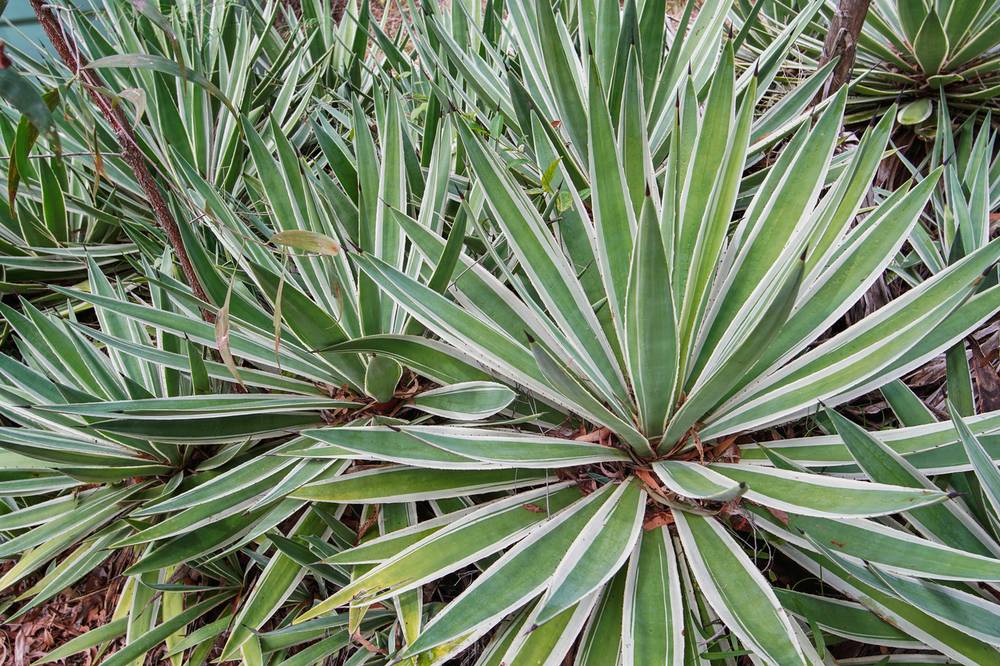 121 Josefski Road, AGNES WATER, QLD 4677