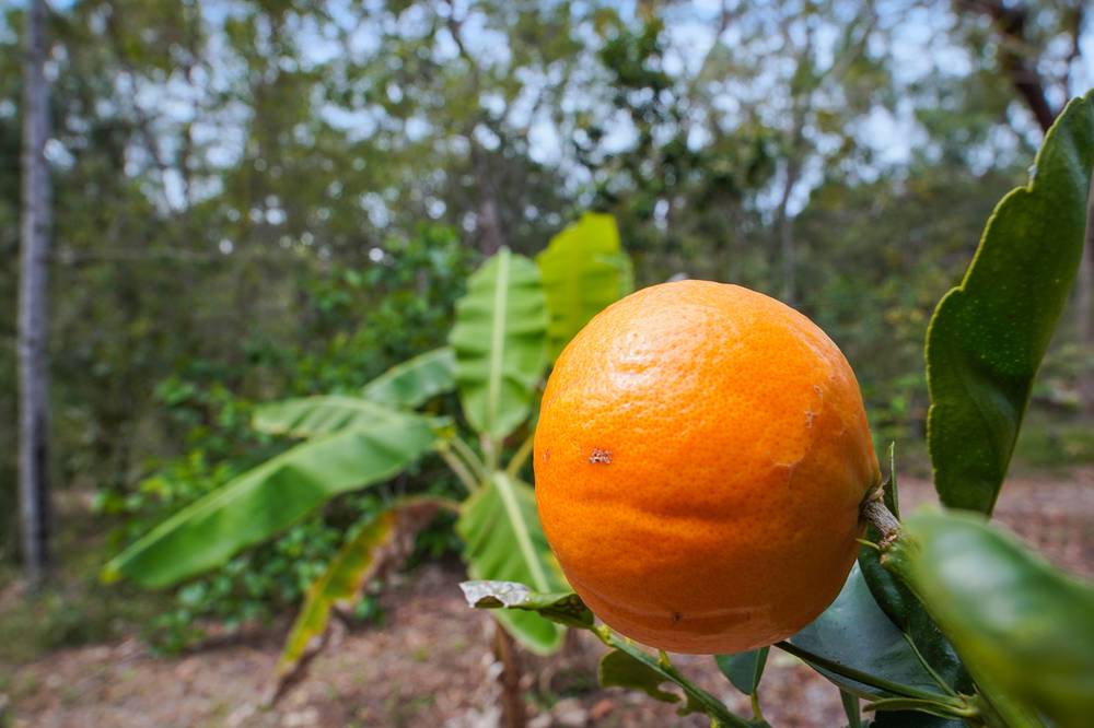 121 Josefski Road, AGNES WATER, QLD 4677