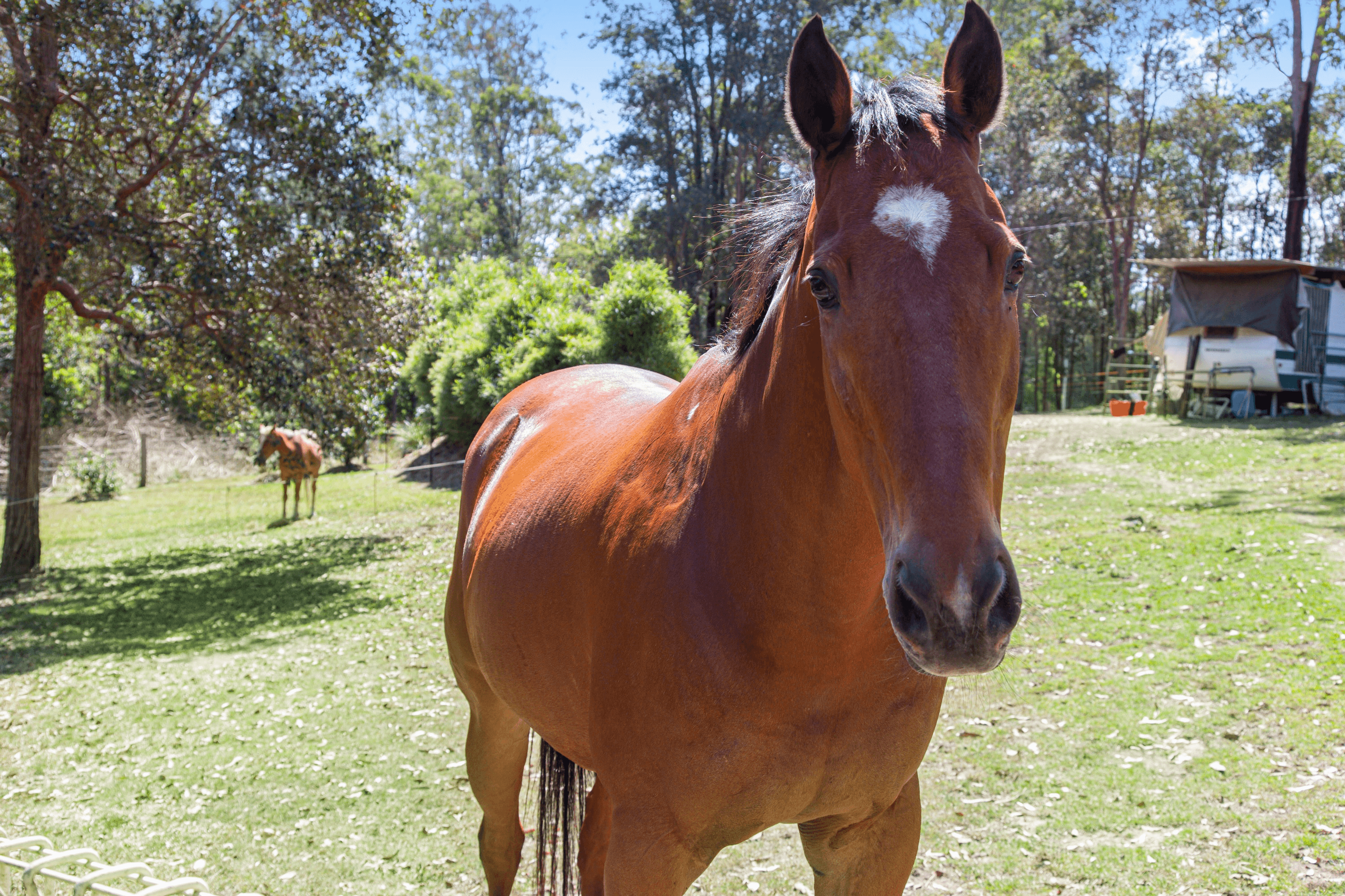 910 Kenilworth Skyring Creek Road, CARTERS RIDGE, QLD 4563