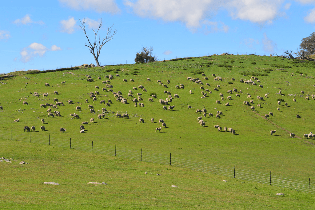 Blackmans Creek Road, Bigga Via Crookwell, CROOKWELL, NSW 2583