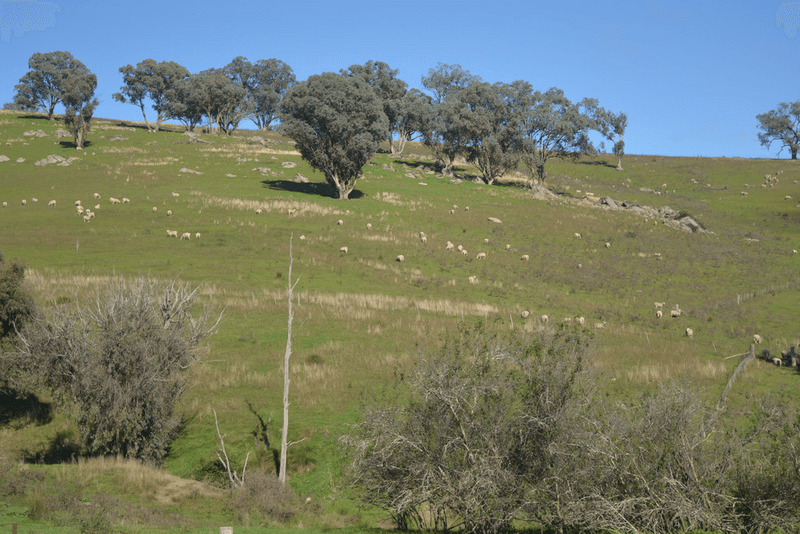 Blackmans Creek Road, Bigga Via Crookwell, CROOKWELL, NSW 2583