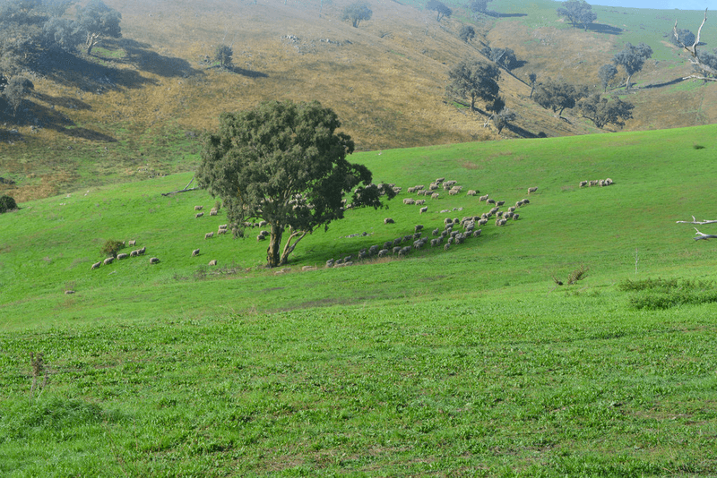 Blackmans Creek Road, Bigga Via Crookwell, CROOKWELL, NSW 2583