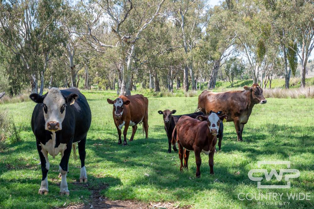 9699 Bruxner Highway, BONSHAW, NSW 2361