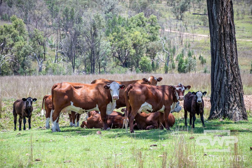 9699 Bruxner Highway, BONSHAW, NSW 2361