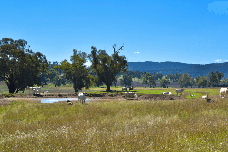 794  Reedy Creek Road 'Oaklands', MANDAGERY, NSW 2870