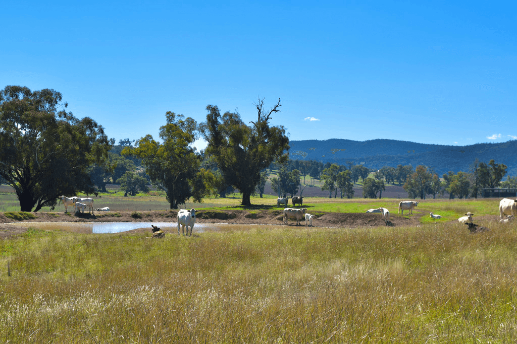 794  Reedy Creek Road 'Oaklands', MANDAGERY, NSW 2870