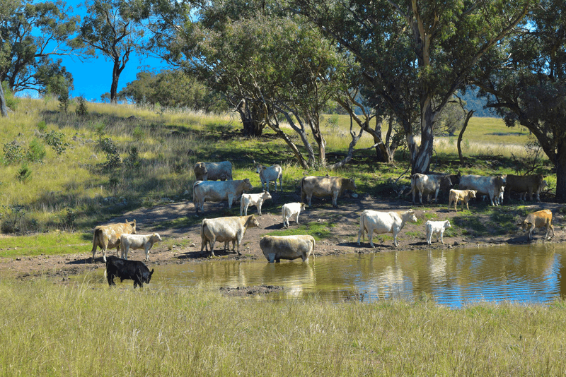 794  Reedy Creek Road 'Oaklands', MANDAGERY, NSW 2870