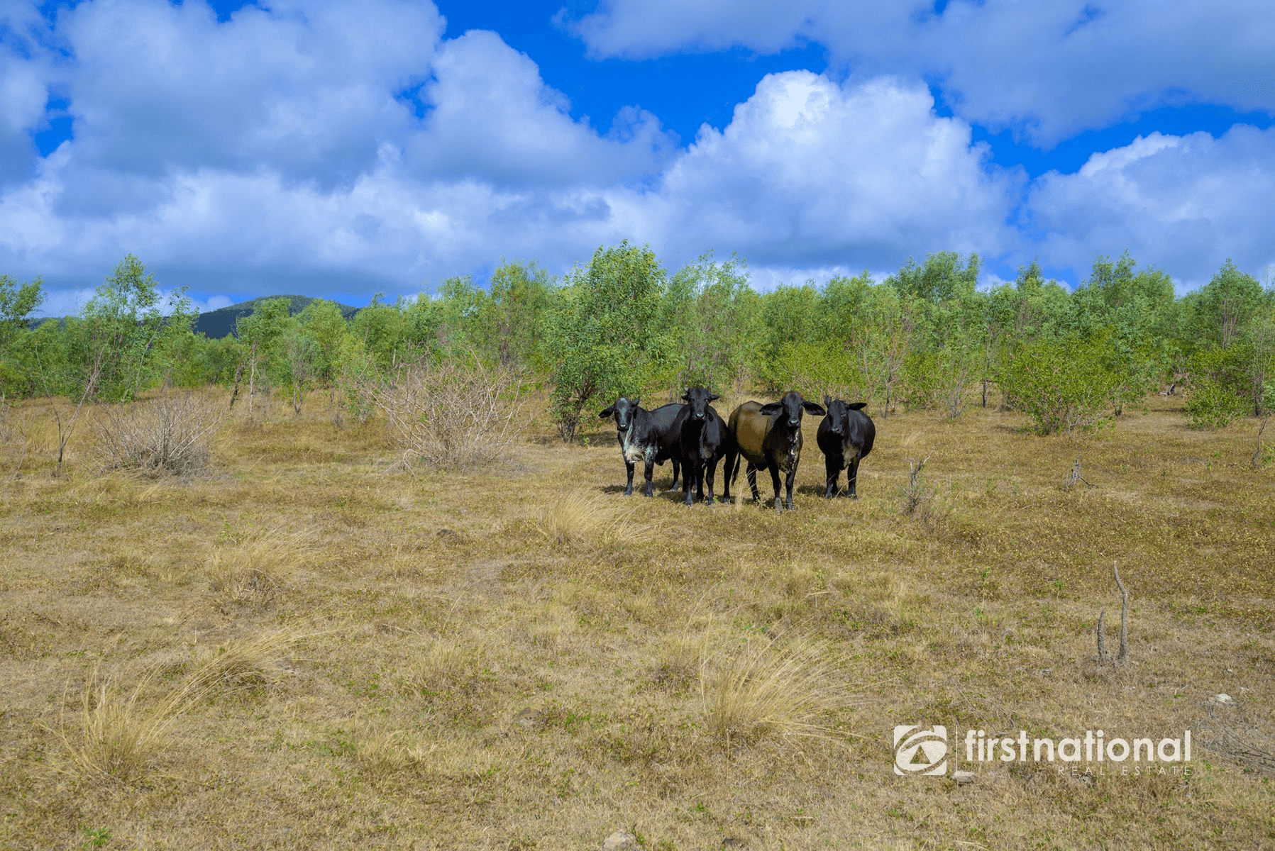 0 Rows Road, LOWMEAD, QLD 4676