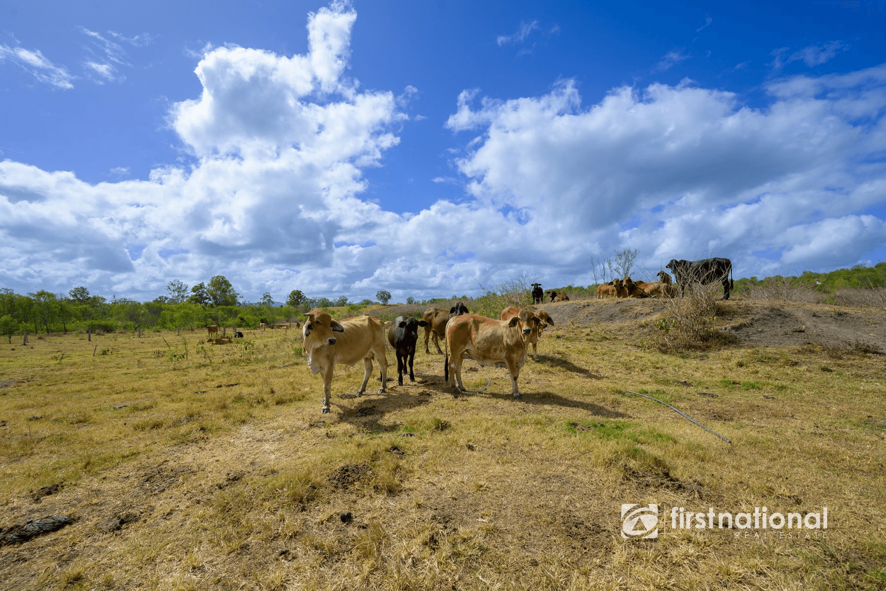 0 Rows Road, LOWMEAD, QLD 4676