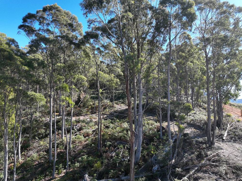 550 Liena Road, Mole Creek, TAS 7304