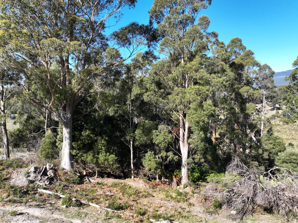 550 Liena Road, Mole Creek, TAS 7304