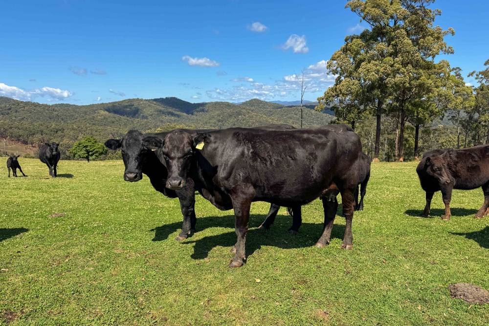 669 Costigans Road, YARRAS, NSW 2446