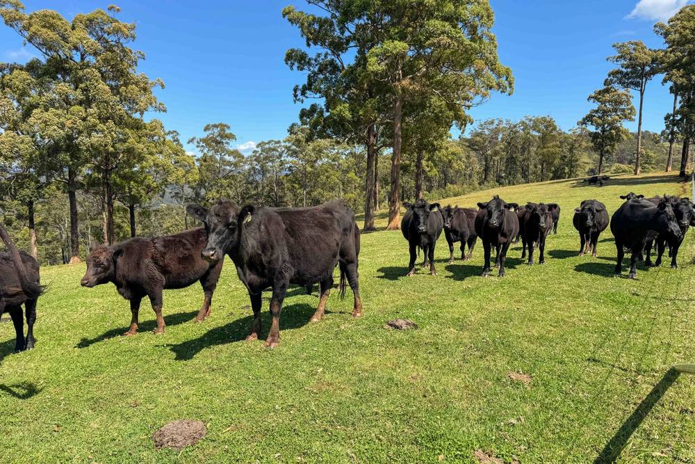 669 Costigans Road, YARRAS, NSW 2446