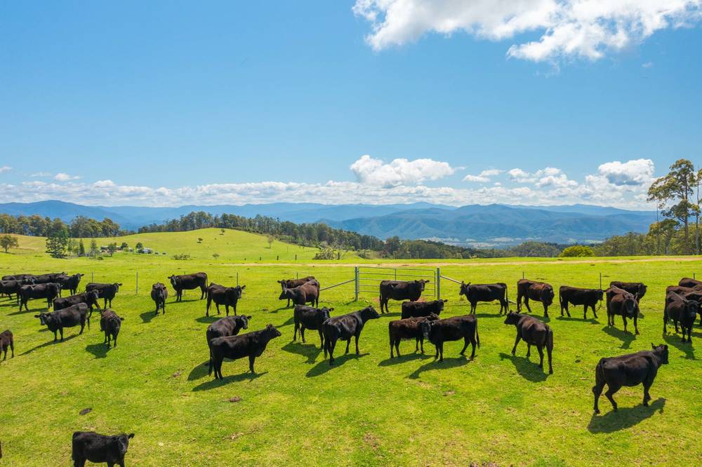 669 Costigans Road, YARRAS, NSW 2446