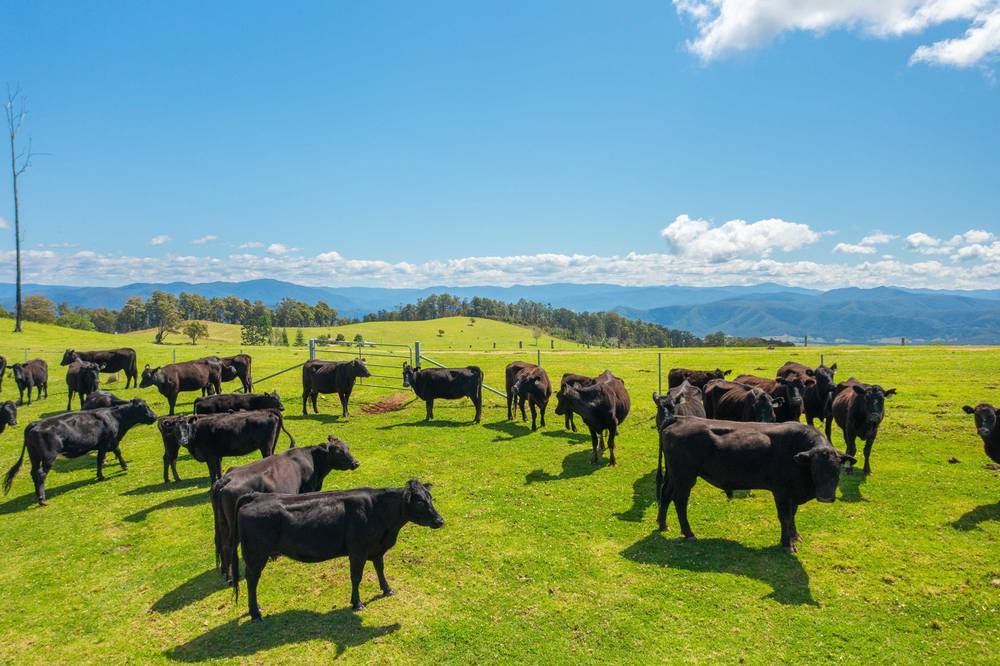 669 Costigans Road, YARRAS, NSW 2446
