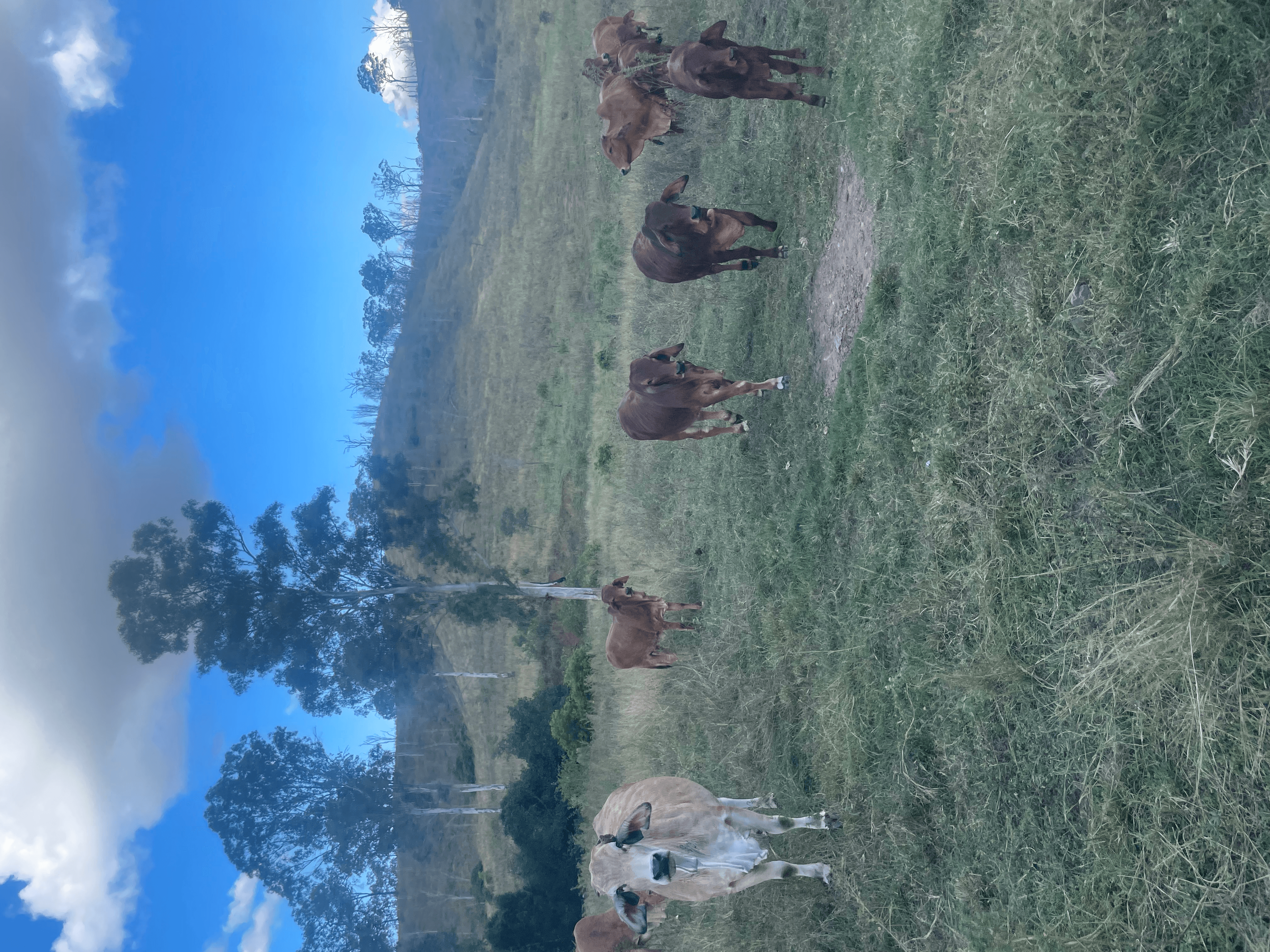 LOT 3 SULLIVANS ROAD, BOYNE VALLEY, QLD 4680