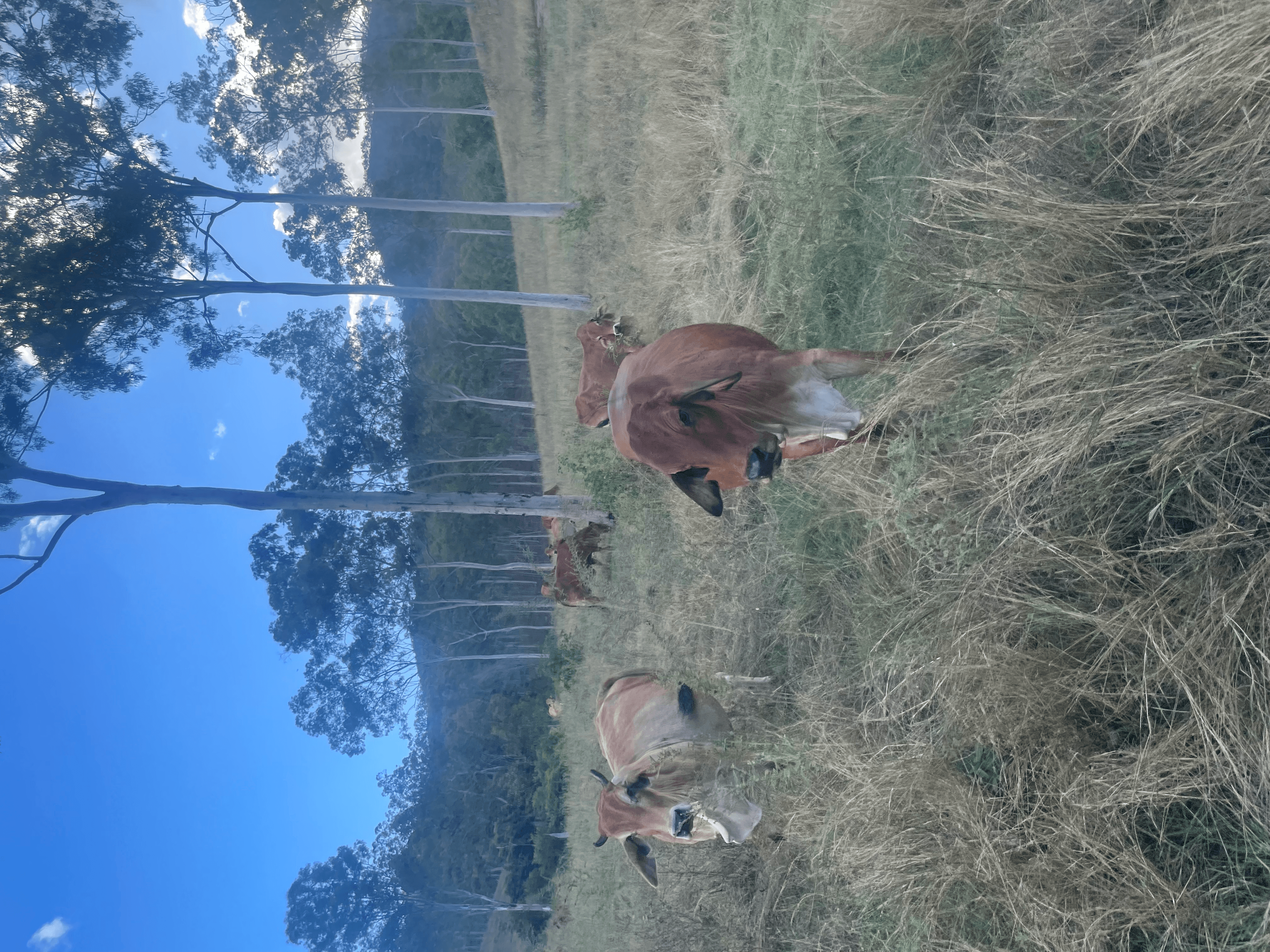 LOT 3 SULLIVANS ROAD, BOYNE VALLEY, QLD 4680
