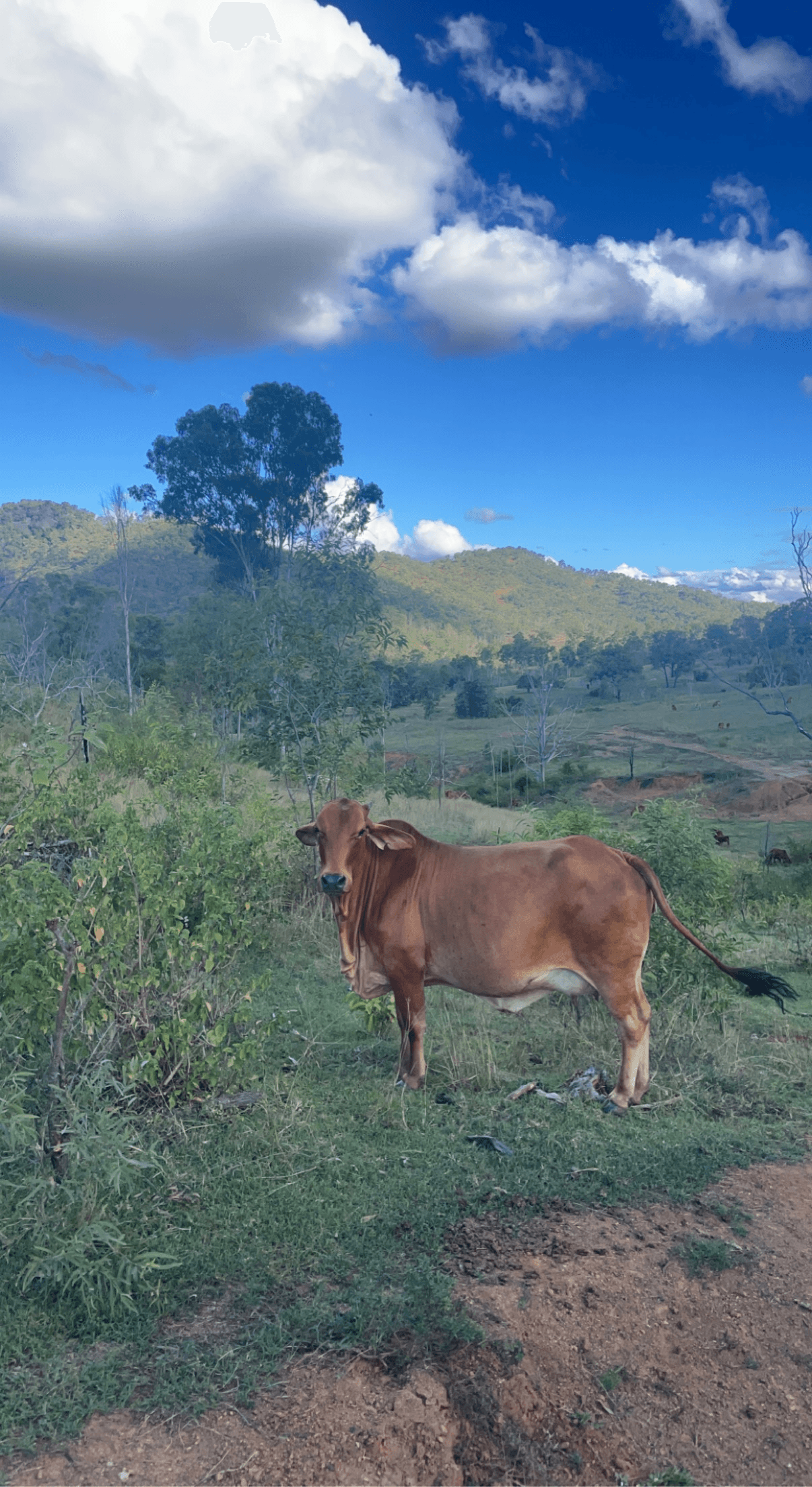 LOT 3 SULLIVANS ROAD, BOYNE VALLEY, QLD 4680