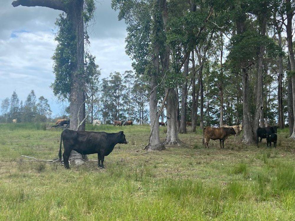 LOT 1 SEALE ROAD, VERGES CREEK, NSW 2440