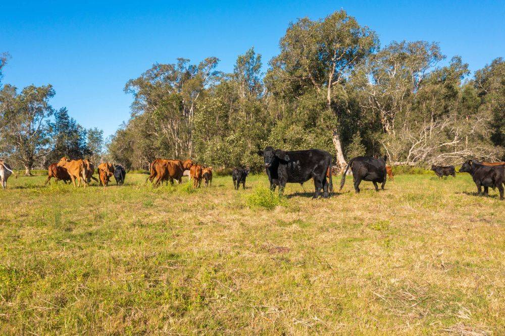 LOT 1 SEALE ROAD, VERGES CREEK, NSW 2440