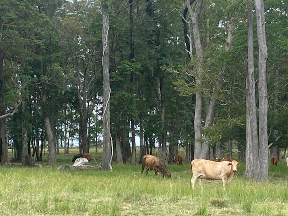 LOT 1 SEALE ROAD, VERGES CREEK, NSW 2440