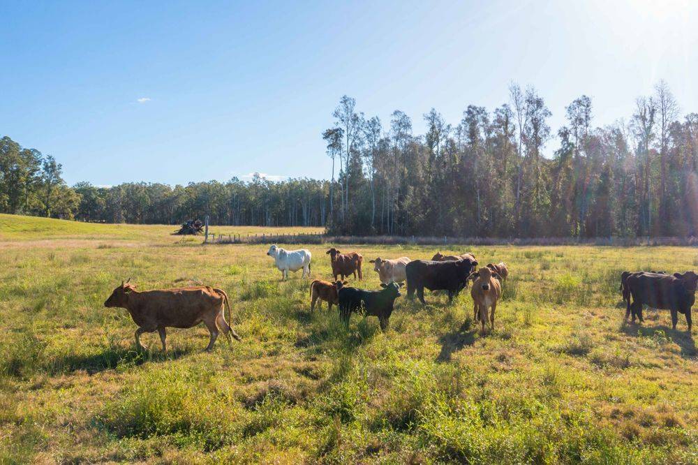 LOT 1 SEALE ROAD, VERGES CREEK, NSW 2440