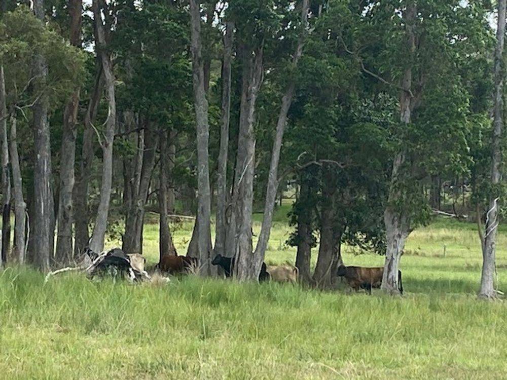LOT 1 SEALE ROAD, VERGES CREEK, NSW 2440
