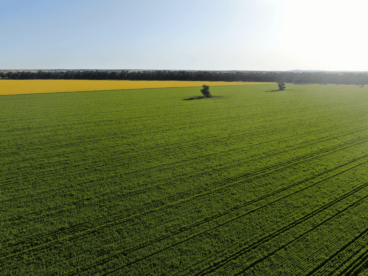 'Snowies', Plemings Lane, COOLAMON, NSW 2701