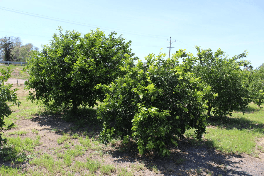 297 Carnarvon Highway, MOREE, NSW 2400