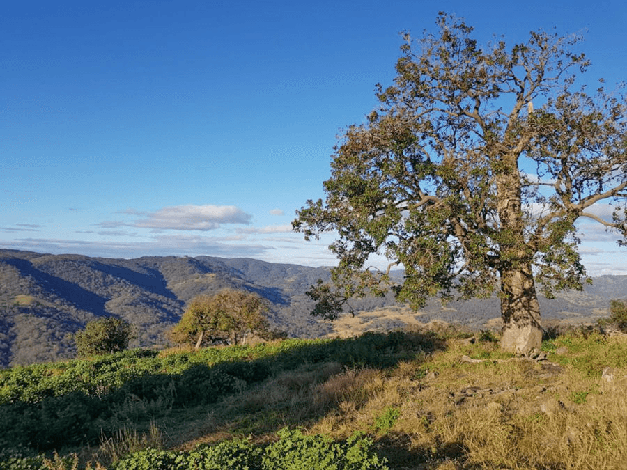 4127 Halls Creek Road, HALLS CREEK, NSW 2346