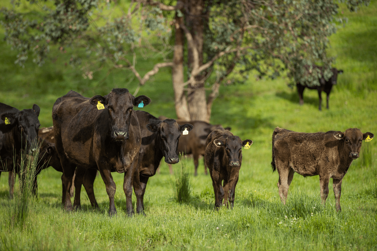 1570 Moyhu-Meadow Creek Road, MEADOW CREEK, VIC 3678