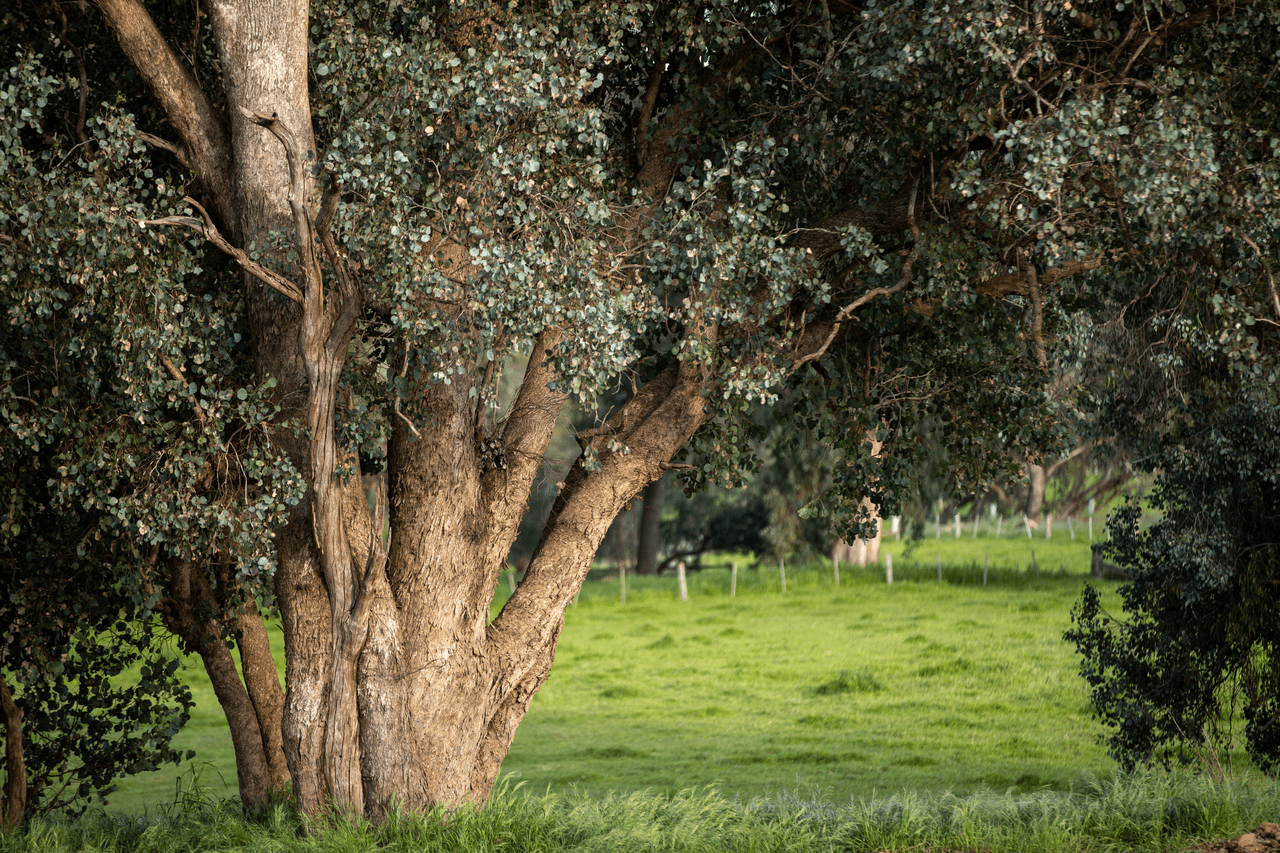 1570 Moyhu-Meadow Creek Road, MEADOW CREEK, VIC 3678