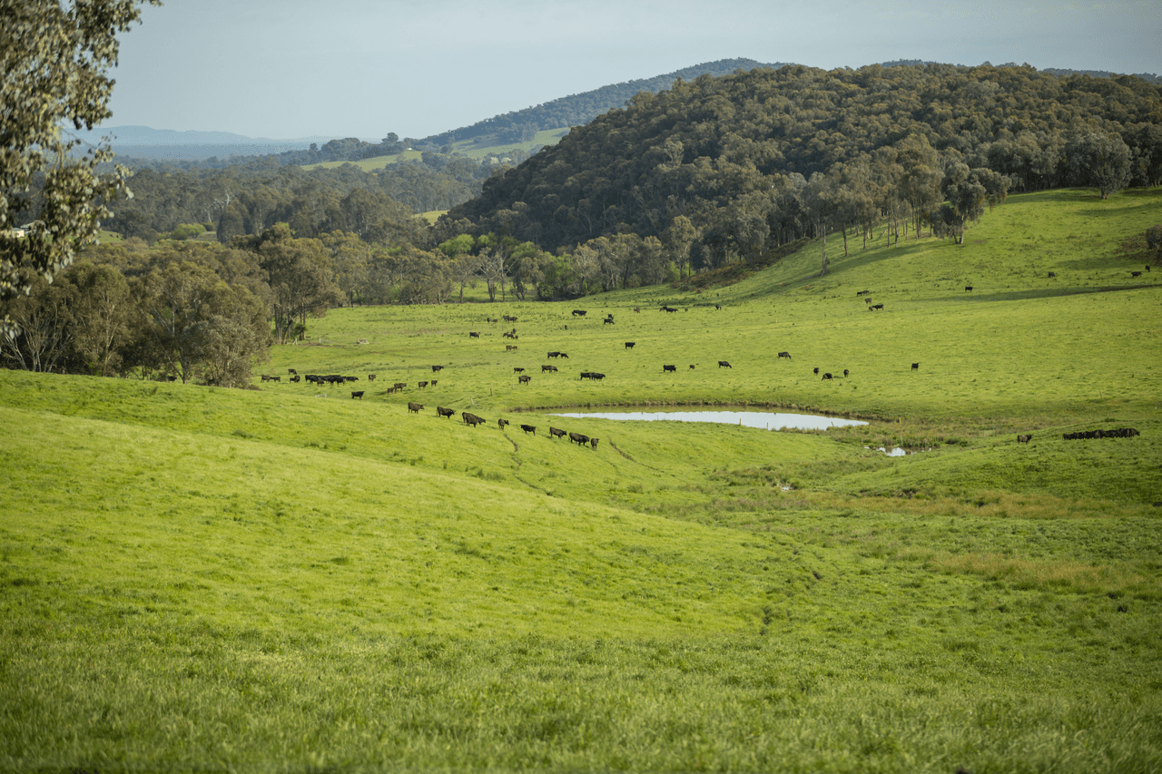 1570 Moyhu-Meadow Creek Road, MEADOW CREEK, VIC 3678