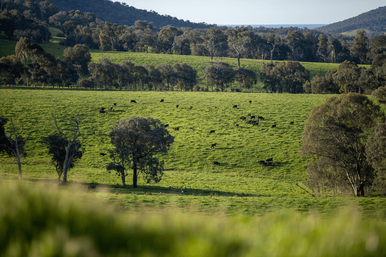 1570 Moyhu-Meadow Creek Road, MEADOW CREEK, VIC 3678