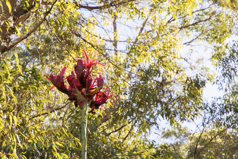 31 Tareebin Road, NELSON BAY, NSW 2315