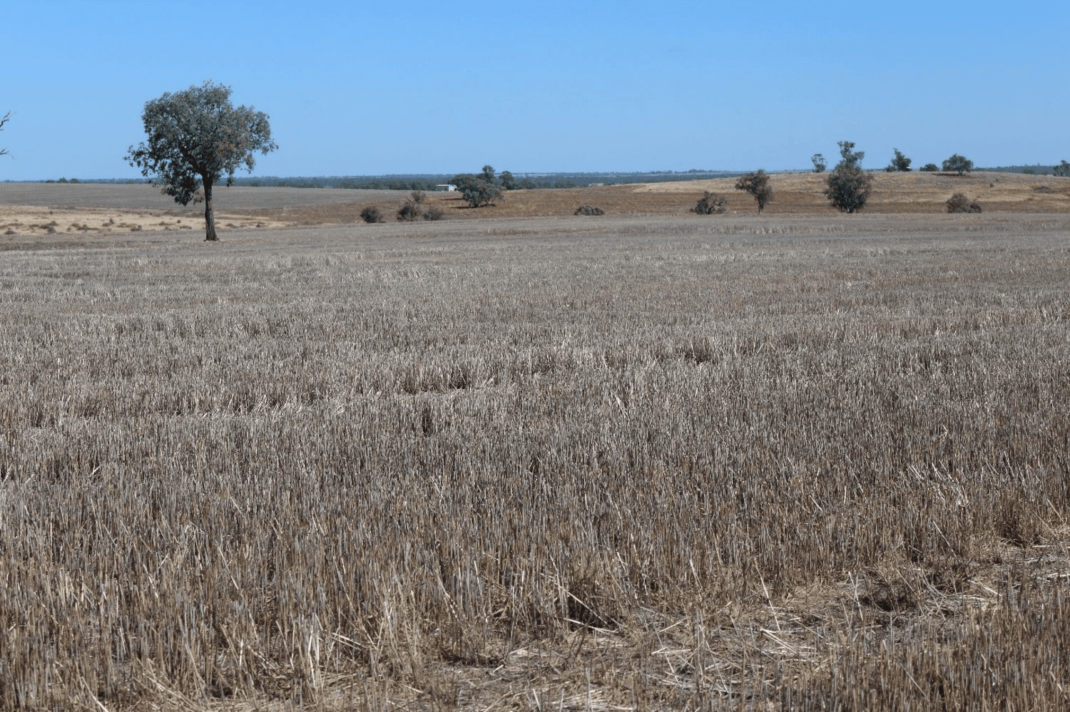 Yagobie, MOREE, NSW 2400