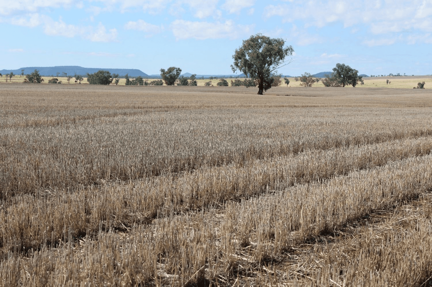 Yagobie, MOREE, NSW 2400