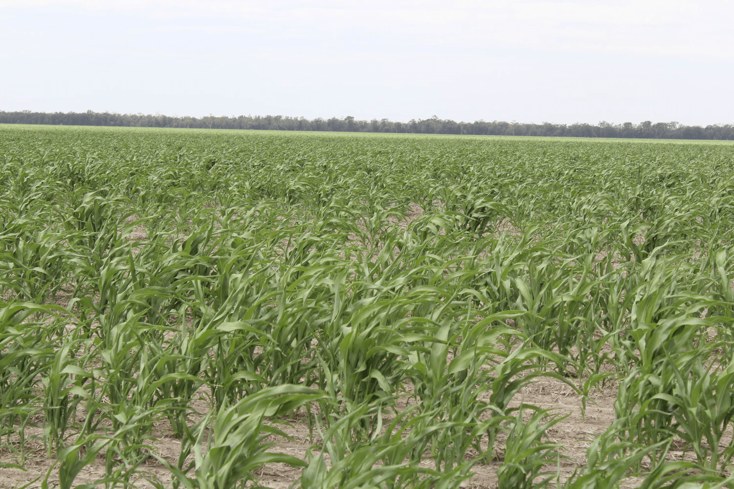 "Erralee", CROPPA CREEK, NSW 2411