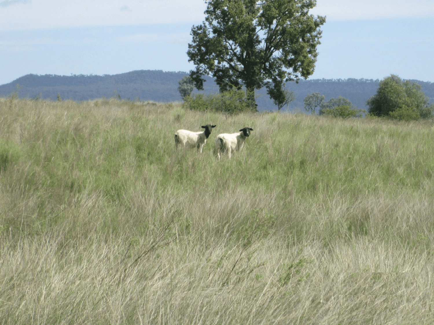 "Esmadale", WARIALDA, NSW 2402