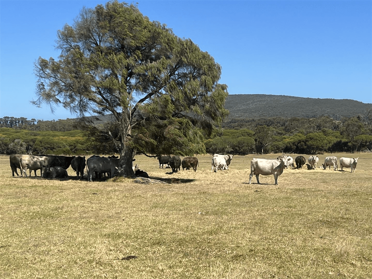 1102  Nanarup Road, Nanarup, WA 6330