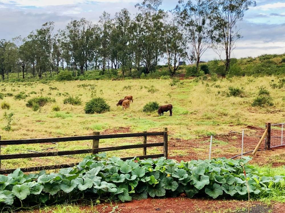 28941 Bruce Highway, Childers, QLD 4660