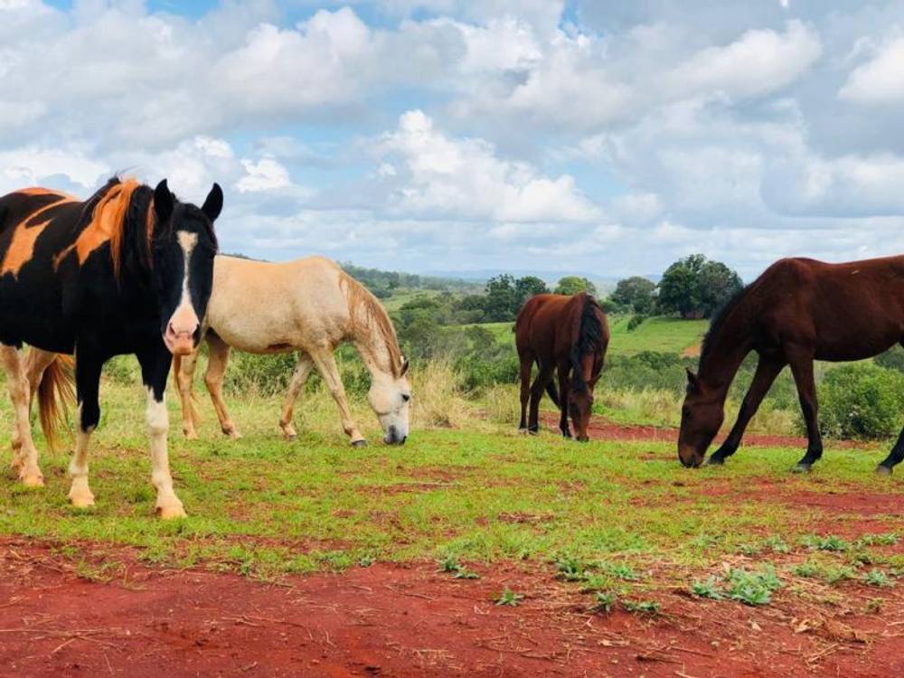 28941 Bruce Highway, Childers, QLD 4660