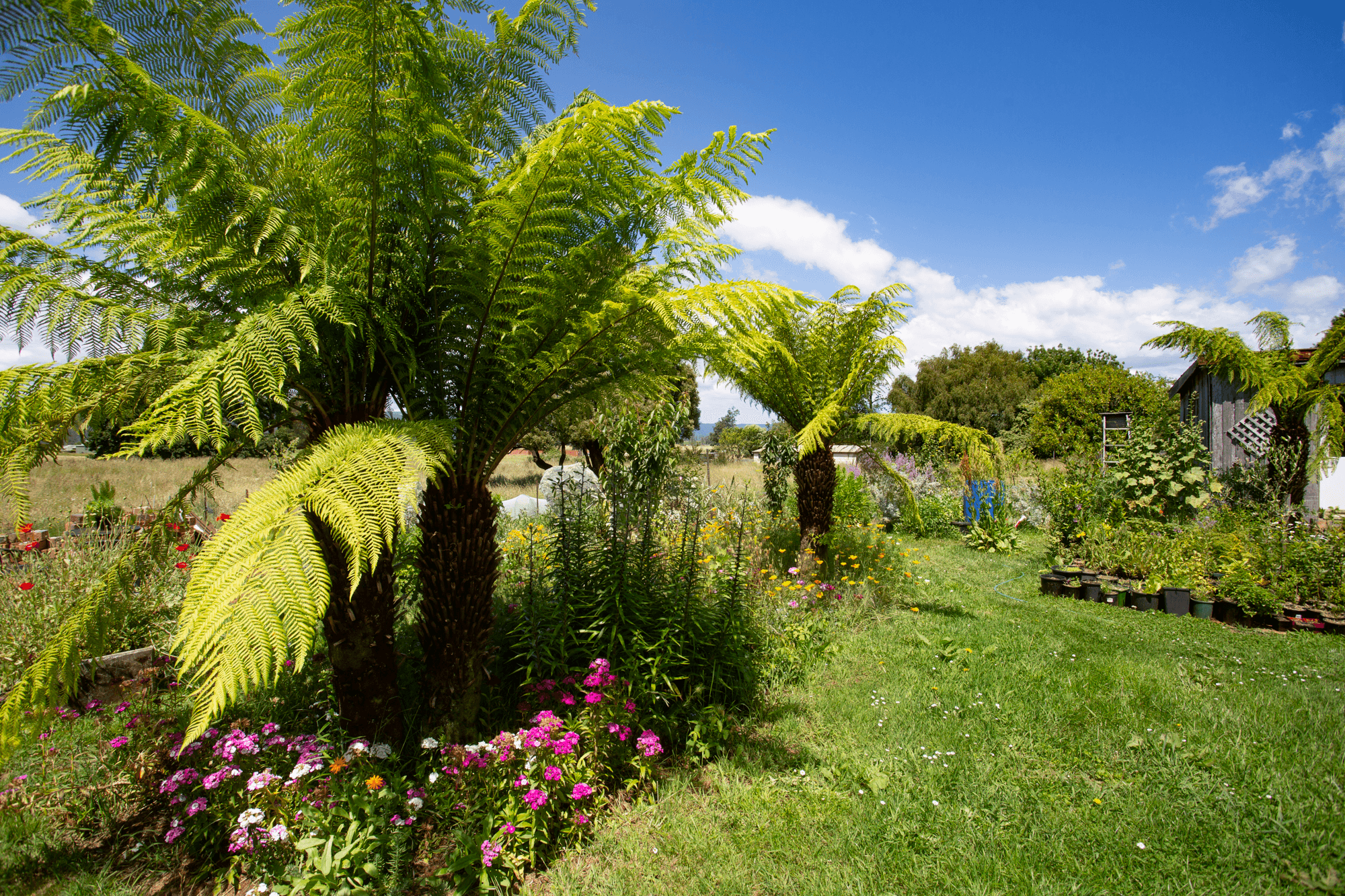 21 Carisbrook Lane, LEGERWOOD, TAS 7263